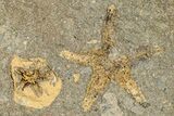 Ordovician Starfish Fossil With Edrioasteroid - Morocco #271350-2